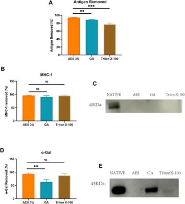 Preliminary study of improving immune tolerance in vivo of bioprosthetic heart valves through a novel antigenic removal method